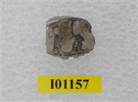 藏品(魚骨)的圖片